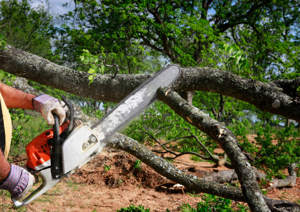 Best Best Tree Removal Services  in Osawatomie, KS